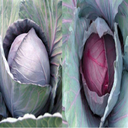 SBJEI-FRESH RED LEAFY CABBAGE
